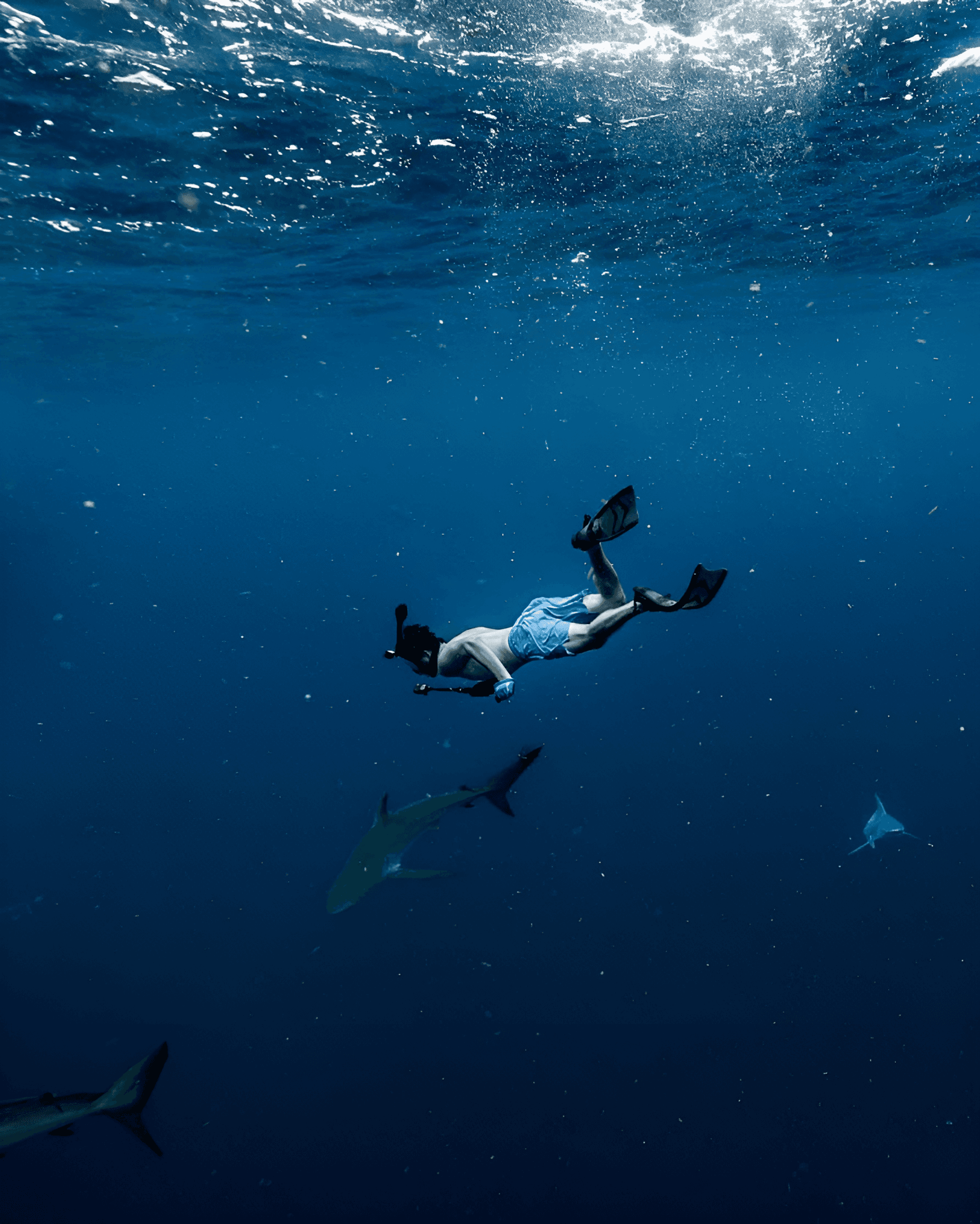 Picture of Josemanuel swiming with sharks in the Atlantic ocean